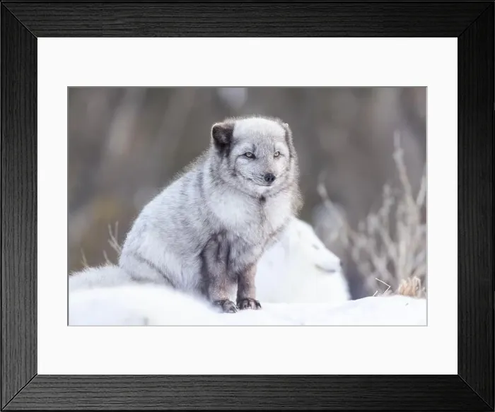Framed Print : Arctic fox (Vulpes lagopus) in winter Framed Print : Arctic fox (Vulpes lagopus) in winter