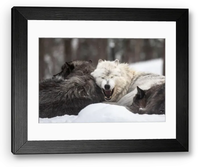 Framed Print : Majestic wolves roam the snowy wilderness of Parc Omega, showcasing their wild beauty, strength, and pack instincts Framed Print : Majestic wolves roam the snowy wilderness of Parc Omega, showcasing their wild beauty, strength, and pack instincts