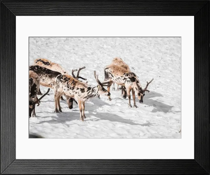 Framed Print : A group of reindeer, Rangifer tarandus Framed Print : A group of reindeer, Rangifer tarandus