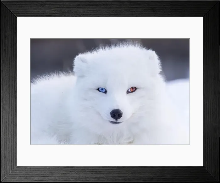 Framed Print : Portrait of Artic fox with Heterochromia in winter Framed Print : Portrait of Artic fox with Heterochromia in winter
