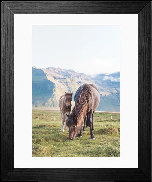 Framed Print : Foal and its mother are grazing together on an Icelandic meadow with a Kirkjufell in the background formed from lava Framed Print : Foal and its mother are grazing together on an Icelandic meadow with a Kirkjufell in the background formed from lava