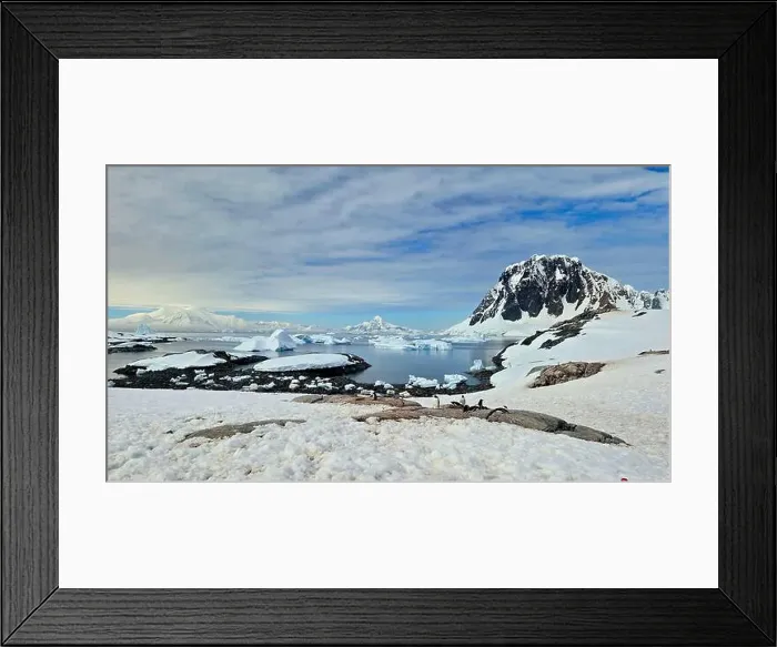 Framed Print : Nesting Penguins in Antarctica Framed Print : Nesting Penguins in Antarctica