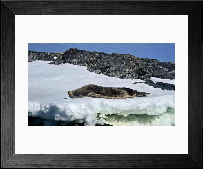 Framed Print : Sleeping Seal in Antarctica Framed Print : Sleeping Seal in Antarctica