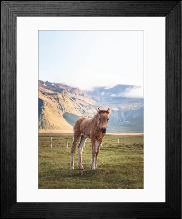 Framed Print : Cute and curious Icelandic foal grazes in a pasture near Grundarfjordur on the Snaefellsnes Peninsula during sunset Framed Print : Cute and curious Icelandic foal grazes in a pasture near Grundarfjordur on the Snaefellsnes Peninsula during sunset