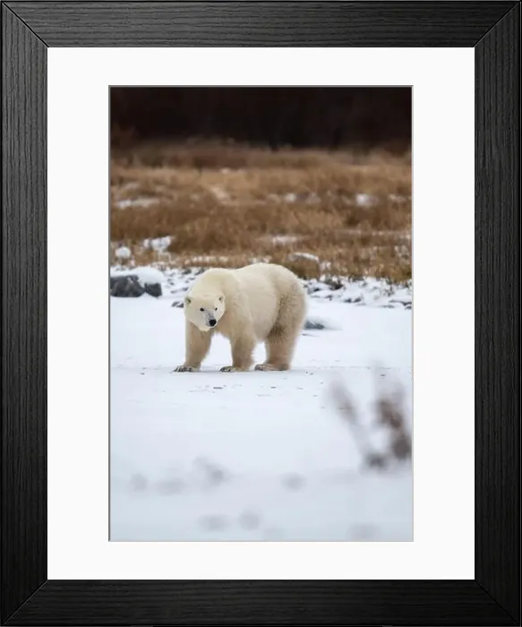 Framed Print : Polar bear on snow covered ground near the shoreline of Hudson Bay outside of Churchill, Manitoba, In winter Framed Print : Polar bear on snow covered ground near the shoreline of Hudson Bay outside of Churchill, Manitoba, In winter