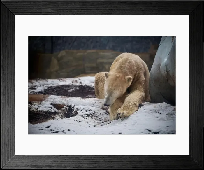 Framed Print : Polar bear sleeping in the snow next to a big rock Framed Print : Polar bear sleeping in the snow next to a big rock