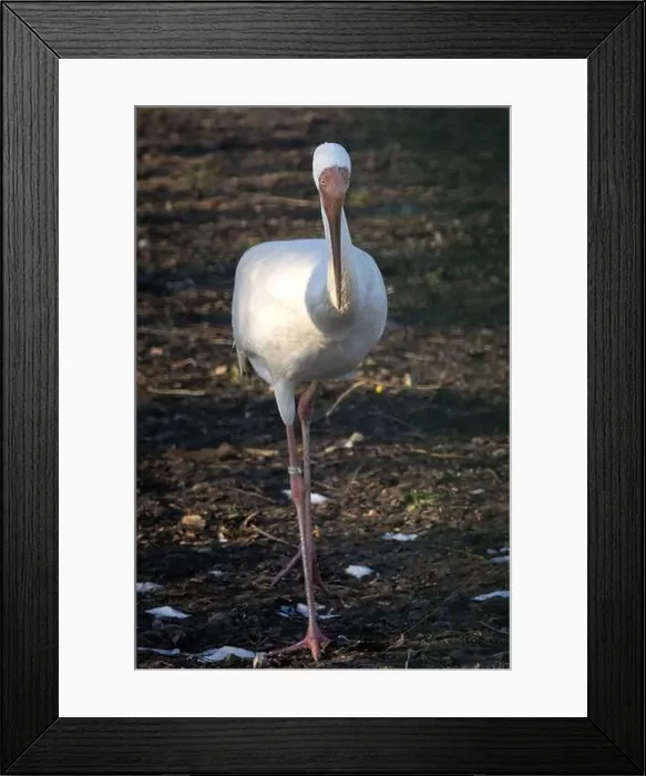 Framed Print : Siberian crane (Grus leucogeranus), also known as the snow crane. Wildlife animal Framed Print : Siberian crane (Grus leucogeranus), also known as the snow crane. Wildlife animal