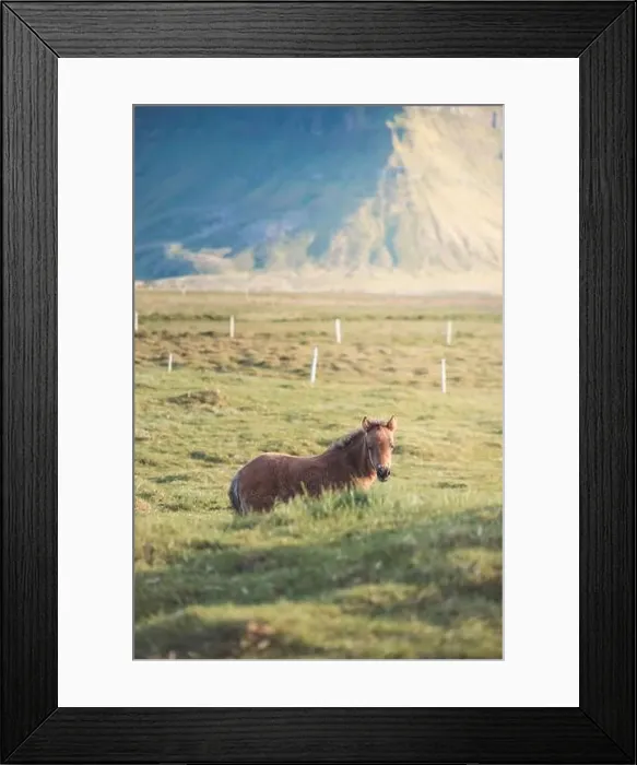 Framed Print : Cute and curious Icelandic foal grazes in a pasture near Grundarfjordur on the Snaefellsnes Peninsula during sunset