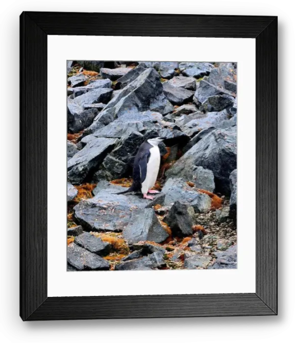 Framed Print : Chinstrap Penguin in Antarctica Framed Print : Chinstrap Penguin in Antarctica