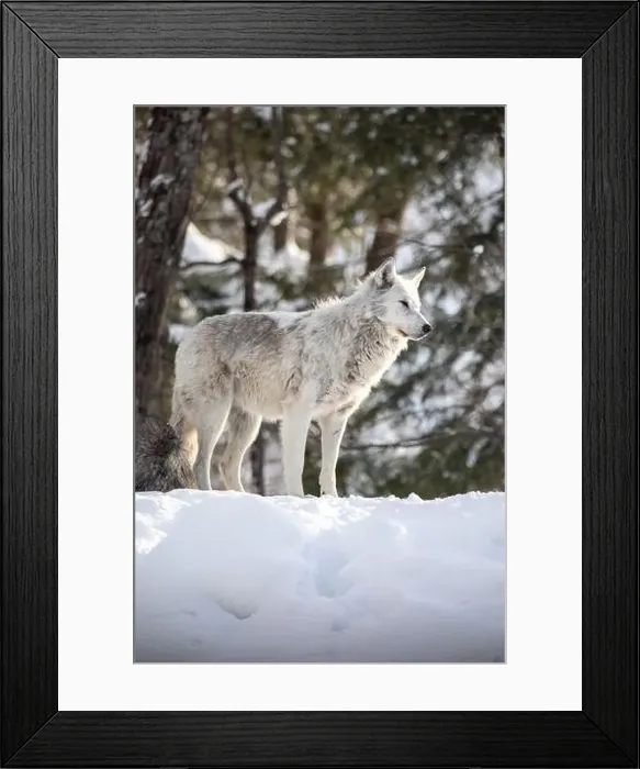 Framed Print : Majestic wolves roam the snowy wilderness of Parc Omega, showcasing their wild beauty, strength, and pack instincts Framed Print : Majestic wolves roam the snowy wilderness of Parc Omega, showcasing their wild beauty, strength, and pack instincts