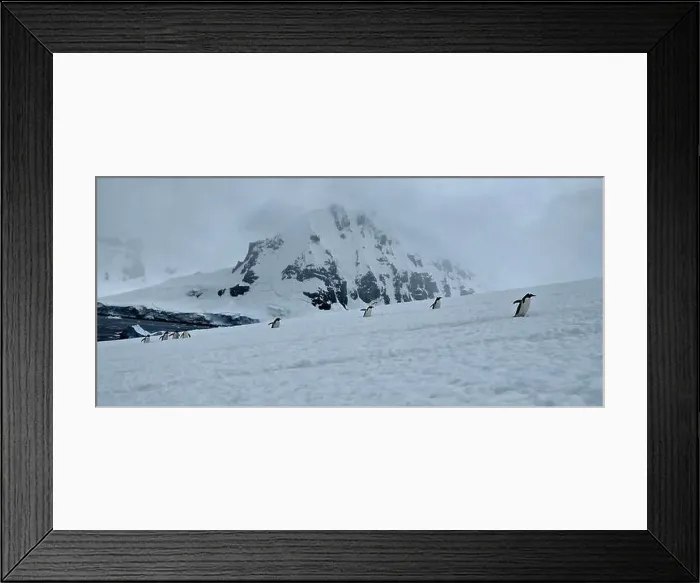 Framed Print : Marching Penguins in Antarctica Framed Print : Marching Penguins in Antarctica