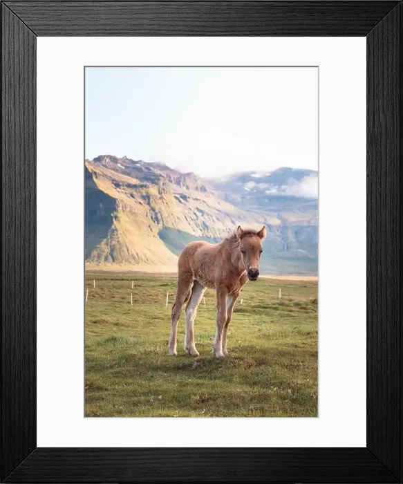 Framed Print : Cute and curious Icelandic foal grazes in a pasture near Grundarfjordur on the Snaefellsnes Peninsula during sunset Framed Print : Cute and curious Icelandic foal grazes in a pasture near Grundarfjordur on the Snaefellsnes Peninsula during sunset