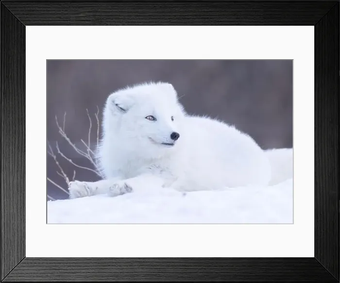 Framed Print : Arctic fox (Vulpes lagopus) in winter