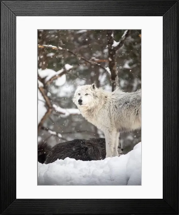Framed Print : Majestic wolves roam the snowy wilderness of Parc Omega, showcasing their wild beauty, strength, and pack instincts Framed Print : Majestic wolves roam the snowy wilderness of Parc Omega, showcasing their wild beauty, strength, and pack instincts