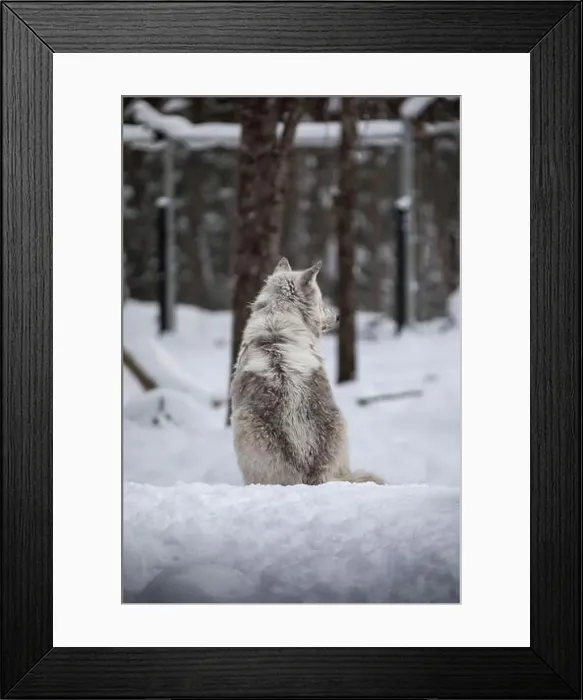 Framed Print : Majestic wolves roam the snowy wilderness of Parc Omega, showcasing their wild beauty, strength, and pack instincts Framed Print : Majestic wolves roam the snowy wilderness of Parc Omega, showcasing their wild beauty, strength, and pack instincts