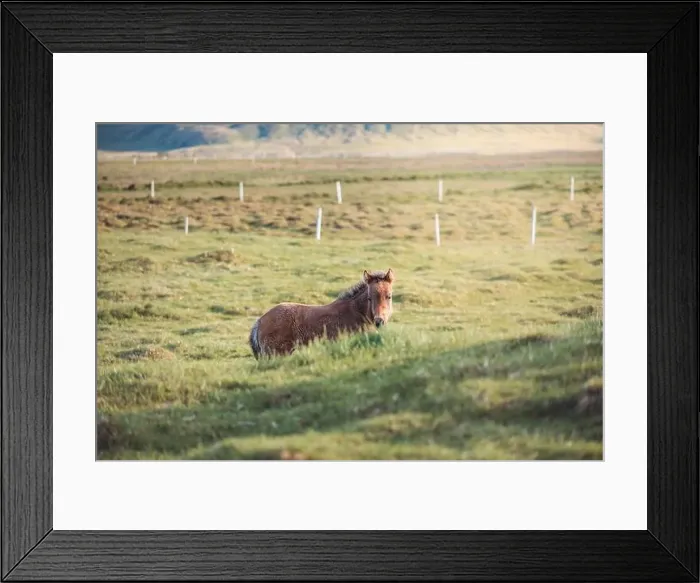 Framed Print : Cute and curious Icelandic foal grazes in a pasture near Grundarfjordur on the Snaefellsnes Peninsula during sunset Framed Print : Cute and curious Icelandic foal grazes in a pasture near Grundarfjordur on the Snaefellsnes Peninsula during sunset