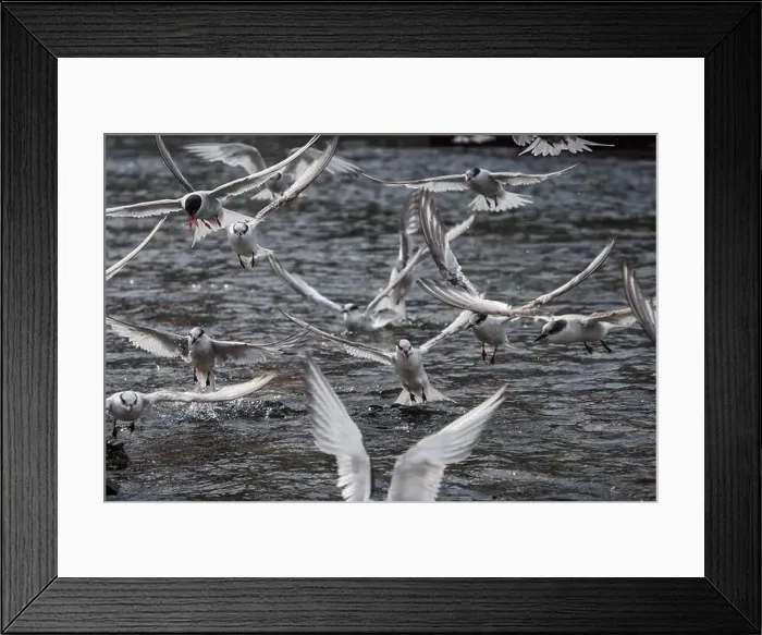 Framed Print : Arctic terns having a feast of krill that was washed away with tide in South Georgia Framed Print : Arctic terns having a feast of krill that was washed away with tide in South Georgia