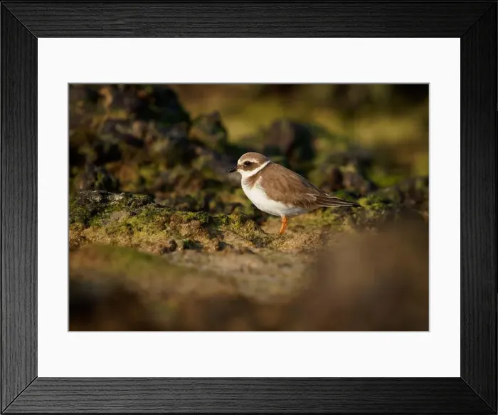 Framed Print : Common ringed or Ringed plover - Charadrius hiaticula small wading bird Framed Print : Common ringed or Ringed plover - Charadrius hiaticula small wading bird