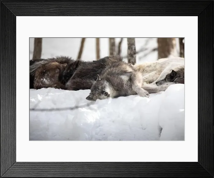 Framed Print : Majestic wolves roam the snowy wilderness of Parc Omega, showcasing their wild beauty, strength, and pack instincts Framed Print : Majestic wolves roam the snowy wilderness of Parc Omega, showcasing their wild beauty, strength, and pack instincts