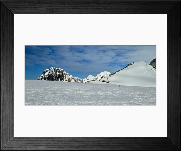 Framed Print : Lonely Penguin in Antarctica Framed Print : Lonely Penguin in Antarctica