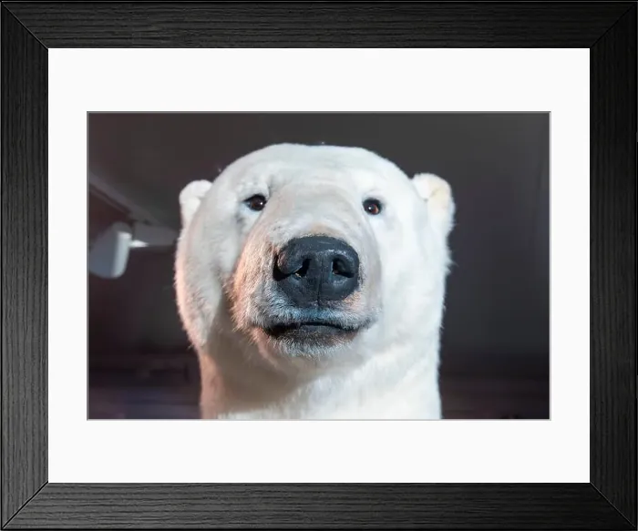 Framed Print : Taxidermy Polar Bear - Norway Framed Print : Taxidermy Polar Bear - Norway