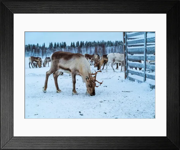Framed Print : Reindeer in the snow in Finnish Lapland Framed Print : Reindeer in the snow in Finnish Lapland