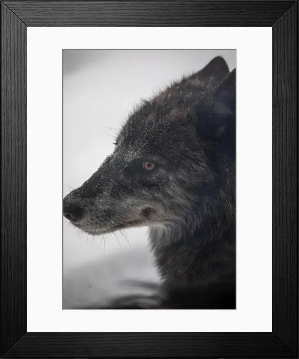 Framed Print : Majestic wolves roam the snowy wilderness of Parc Omega, showcasing their wild beauty, strength, and pack instincts Framed Print : Majestic wolves roam the snowy wilderness of Parc Omega, showcasing their wild beauty, strength, and pack instincts
