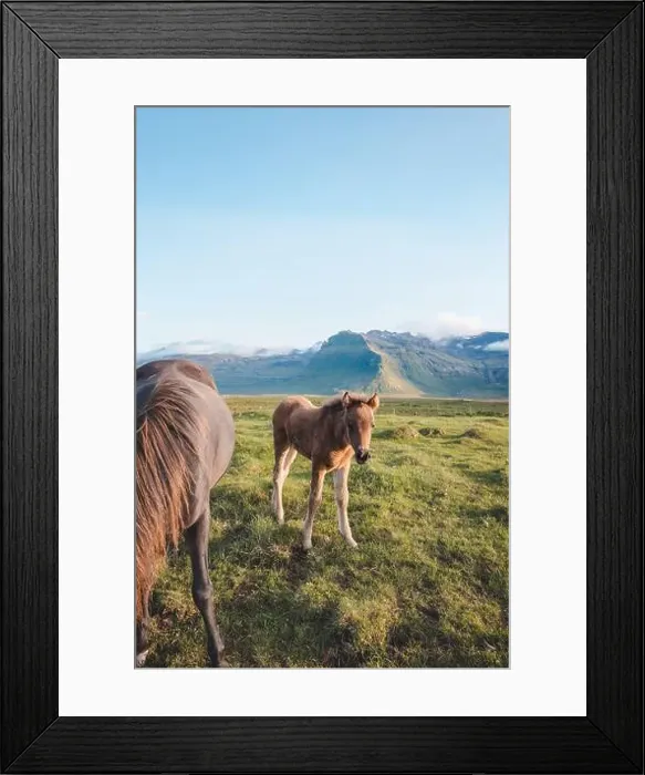 Framed Print : Foal and its mother are grazing together on an Icelandic meadow with a Kirkjufell in the background formed from lava Framed Print : Foal and its mother are grazing together on an Icelandic meadow with a Kirkjufell in the background formed from lava