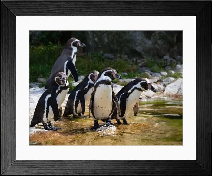 Framed Print : Group of Penguins stand on a Rock Together Near a Pond Framed Print : Group of Penguins stand on a Rock Together Near a Pond