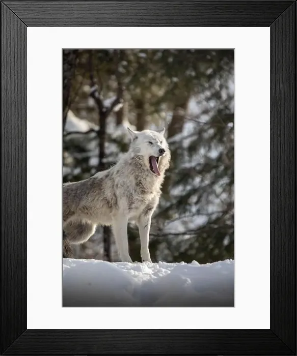 Framed Print : Majestic wolves roam the snowy wilderness of Parc Omega, showcasing their wild beauty, strength, and pack instincts Framed Print : Majestic wolves roam the snowy wilderness of Parc Omega, showcasing their wild beauty, strength, and pack instincts