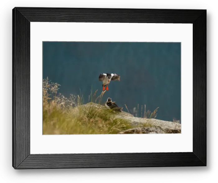 Framed Print : A captivating moment featuring two Atlantic puffins Framed Print : A captivating moment featuring two Atlantic puffins