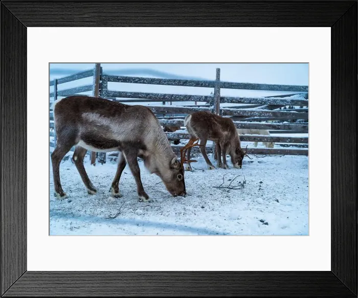 Framed Print : Reindeer in the snow in Finnish Lapland