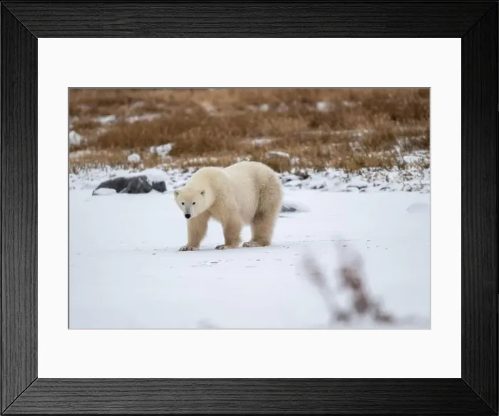 Framed Print : Polar bear on snow covered ground near the shoreline of Hudson Bay outside of Churchill, Manitoba, In winter Framed Print : Polar bear on snow covered ground near the shoreline of Hudson Bay outside of Churchill, Manitoba, In winter