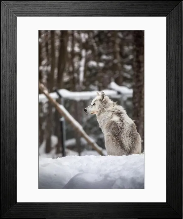 Framed Print : Majestic wolves roam the snowy wilderness of Parc Omega, showcasing their wild beauty, strength, and pack instincts Framed Print : Majestic wolves roam the snowy wilderness of Parc Omega, showcasing their wild beauty, strength, and pack instincts