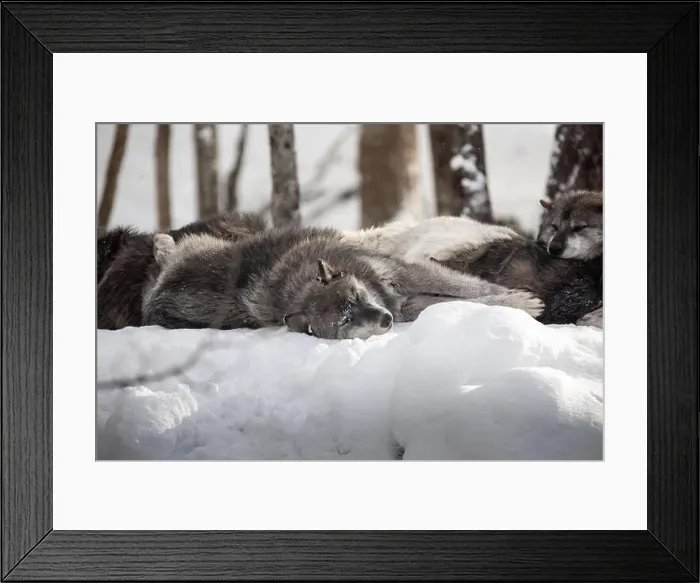 Framed Print : Majestic wolves roam the snowy wilderness of Parc Omega, showcasing their wild beauty, strength, and pack instincts Framed Print : Majestic wolves roam the snowy wilderness of Parc Omega, showcasing their wild beauty, strength, and pack instincts