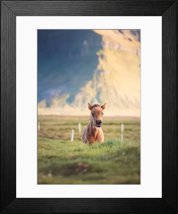 Framed Print : Cute and curious Icelandic foal grazes in a pasture near Grundarfjordur on the Snaefellsnes Peninsula during sunset Framed Print : Cute and curious Icelandic foal grazes in a pasture near Grundarfjordur on the Snaefellsnes Peninsula during sunset