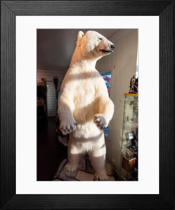 Framed Print : Taxidermy Polar Bear - Norway Framed Print : Taxidermy Polar Bear - Norway