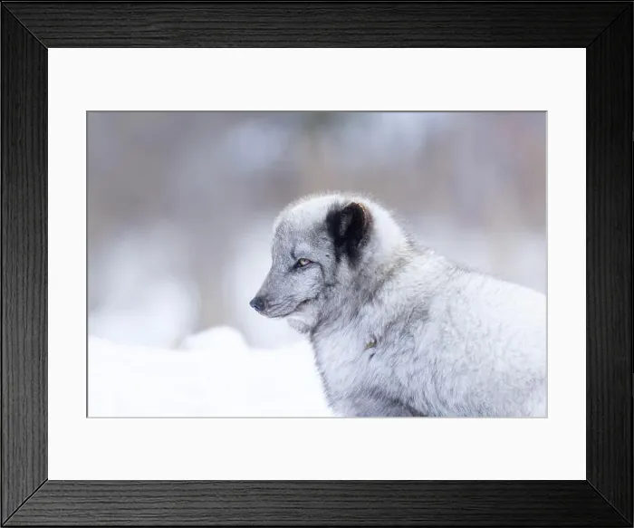 Framed Print : Arctic fox (Vulpes lagopus) in winter