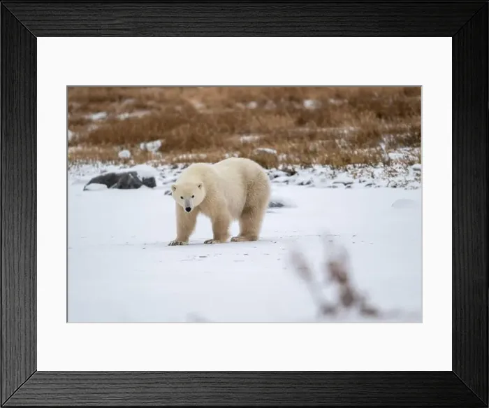 Framed Print : Polar bear on snow covered ground near the shoreline of Hudson Bay outside of Churchill, Manitoba, In winter