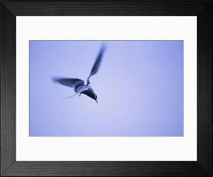 Framed Print : Arctic tern