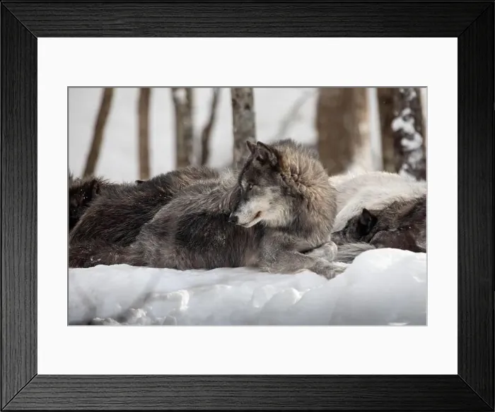 Framed Print : Majestic wolves roam the snowy wilderness of Parc Omega, showcasing their wild beauty, strength, and pack instincts Framed Print : Majestic wolves roam the snowy wilderness of Parc Omega, showcasing their wild beauty, strength, and pack instincts