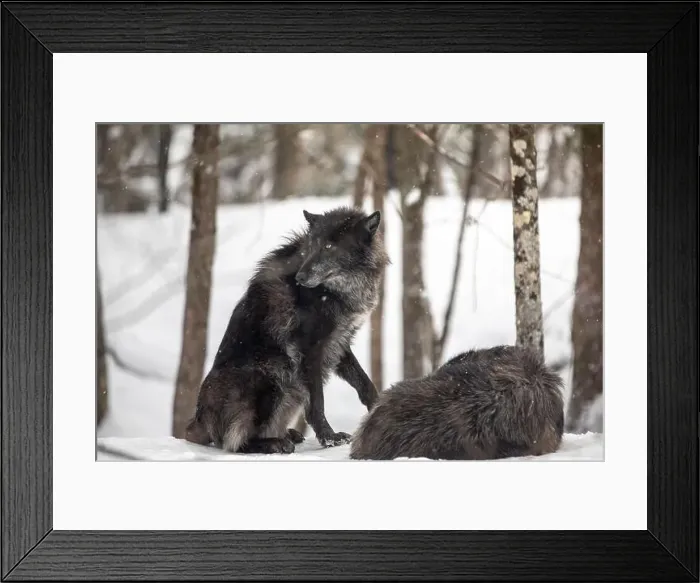 Framed Print : Majestic wolves roam the snowy wilderness of Parc Omega, showcasing their wild beauty, strength, and pack instincts Framed Print : Majestic wolves roam the snowy wilderness of Parc Omega, showcasing their wild beauty, strength, and pack instincts