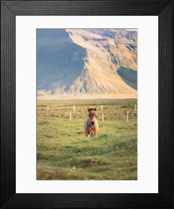 Framed Print : Cute and curious Icelandic foal grazes in a pasture near Grundarfjordur on the Snaefellsnes Peninsula during sunset Framed Print : Cute and curious Icelandic foal grazes in a pasture near Grundarfjordur on the Snaefellsnes Peninsula during sunset