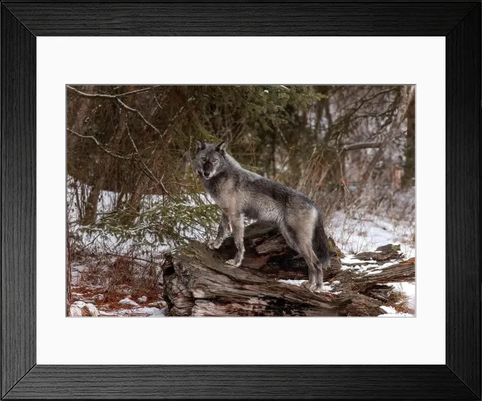 Framed Print : The wolf also known as the gray wolf or grey wolf, is a large canine native to Eurasia and North America Framed Print : The wolf also known as the gray wolf or grey wolf, is a large canine native to Eurasia and North America