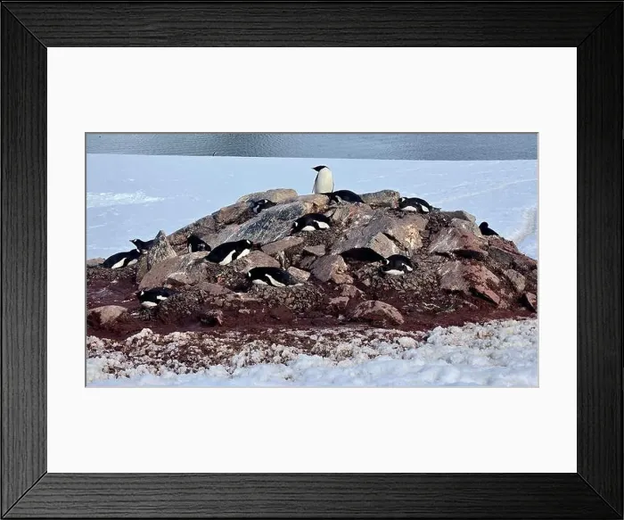 Framed Print : Nesting Penguins in Antarctica Framed Print : Nesting Penguins in Antarctica