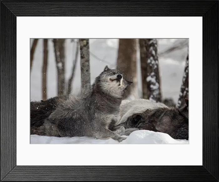 Framed Print : Majestic wolves roam the snowy wilderness of Parc Omega, showcasing their wild beauty, strength, and pack instincts Framed Print : Majestic wolves roam the snowy wilderness of Parc Omega, showcasing their wild beauty, strength, and pack instincts
