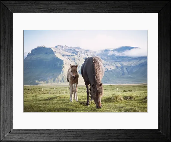 Framed Print : Foal and its mother are grazing together on an Icelandic meadow with a Kirkjufell in the background formed from lava Framed Print : Foal and its mother are grazing together on an Icelandic meadow with a Kirkjufell in the background formed from lava