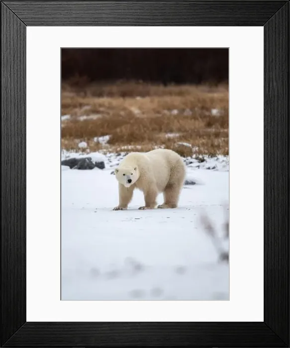 Framed Print : Polar bear on snow covered ground near the shoreline of Hudson Bay outside of Churchill, Manitoba, In winter Framed Print : Polar bear on snow covered ground near the shoreline of Hudson Bay outside of Churchill, Manitoba, In winter