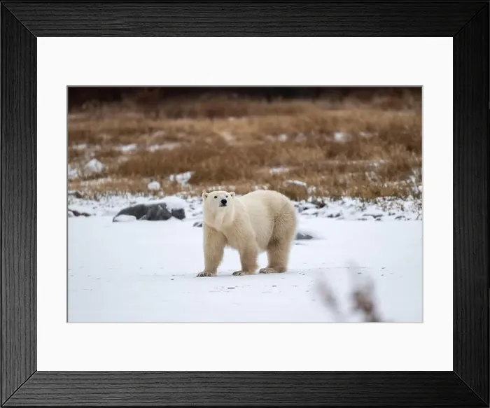 Framed Print : Polar bear on snow covered ground near the shoreline of Hudson Bay outside of Churchill, Manitoba, In winter