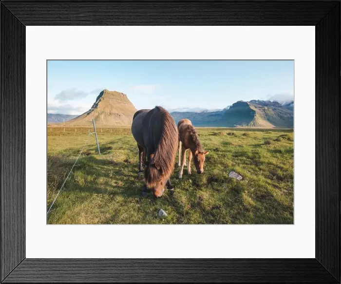 Framed Print : Foal and its mother are grazing together on an Icelandic meadow with a backdrop of large mountains formed from lava Framed Print : Foal and its mother are grazing together on an Icelandic meadow with a backdrop of large mountains formed from lava
